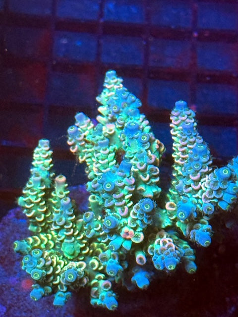Janith's Lan Fleur Tenuis Acropora