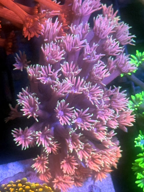 CBA Vicerion Goniopora