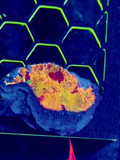 Crayola Meltdown Chalice