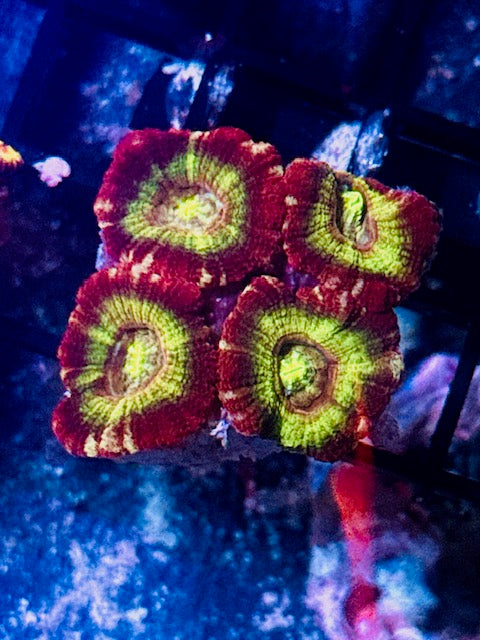 Asian Acan Goddess Artemis