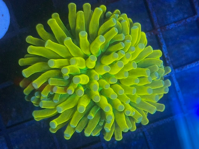 Banana Holygrail Torch