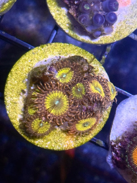 Pichu Zoa