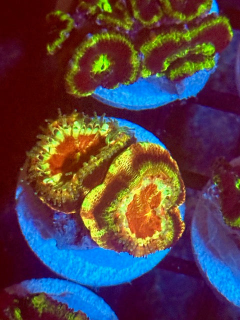 Asian Acan Goku