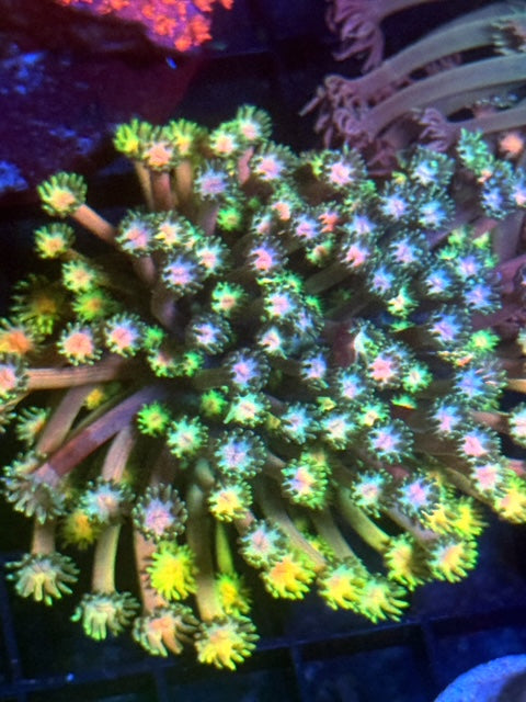 Euphoria Goniopora  Coral