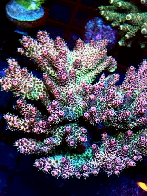 CBA Pink Whitney Acropora