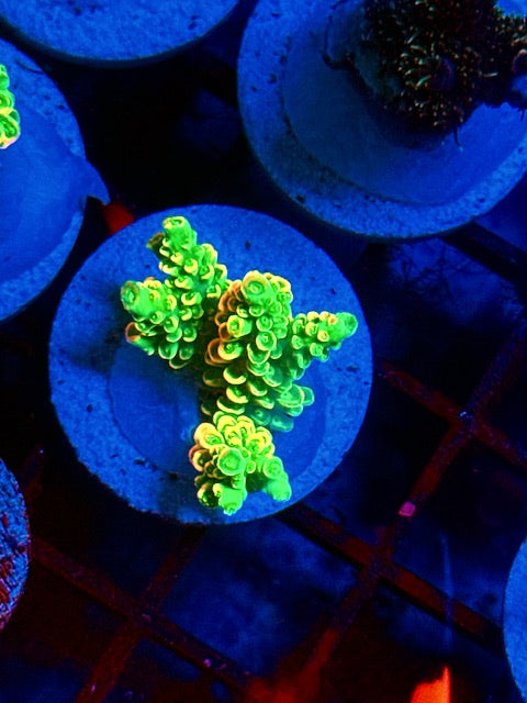 CBA Willy Wonka SPS Coral