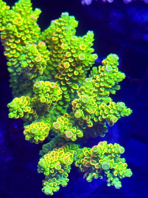 CBA Homewrecker Acropora Coral