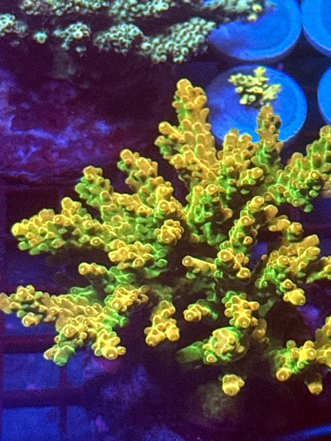 Cosmopolitan Acropora