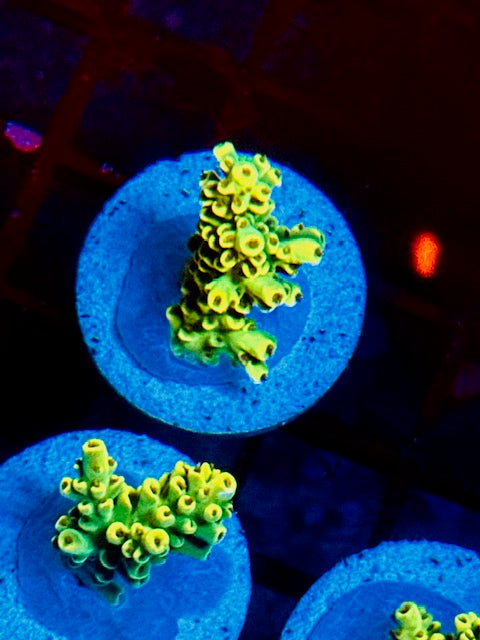 Pikachu Acropora Cytherea