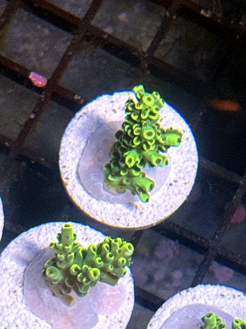 Pikachu Acropora Cytherea