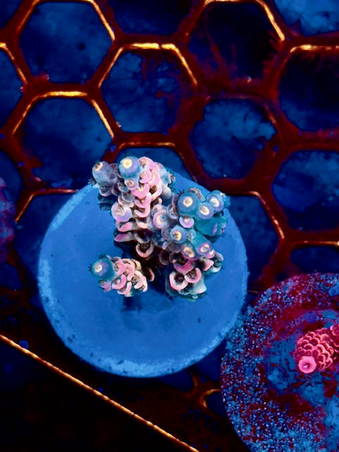 Janith's Lan Fleur Tenuis Acropora