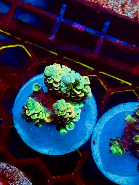 Janith's Lan Fleur Tenuis Acropora