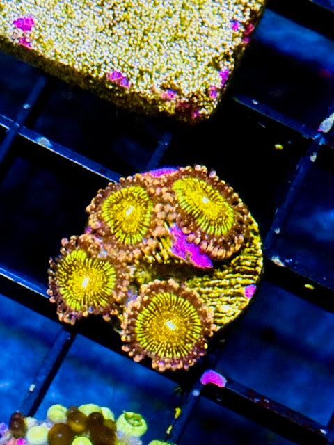 JF Frankie Acid Trip Zoas