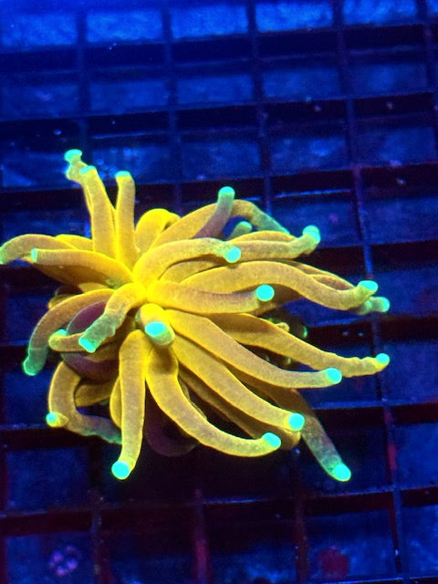 Tiger Torch Coral