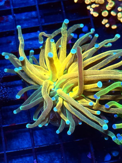 Tiger Torch Coral