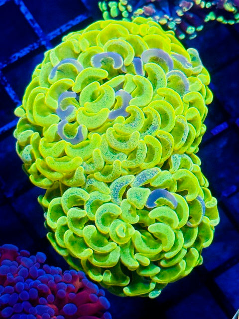 Malaysian Vegas Toxic Splatter Hammer