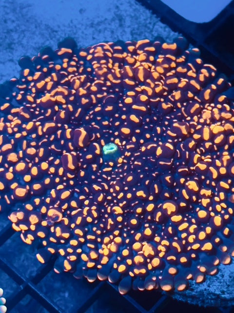 Doughboy Mushroom Coral