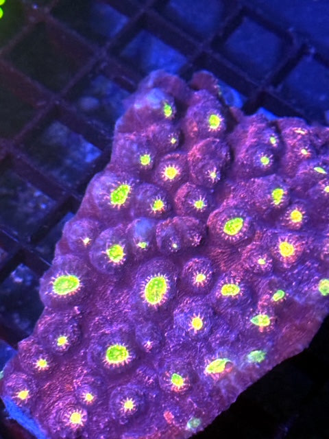 OG Watermelon Chalice