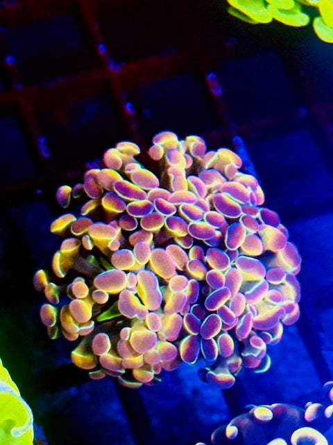 True Hologram Hammer Coral