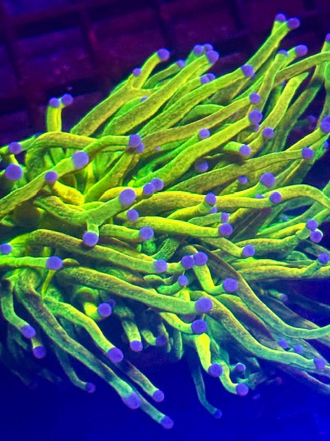 CBA Glitter Stem Holy Grail Torch