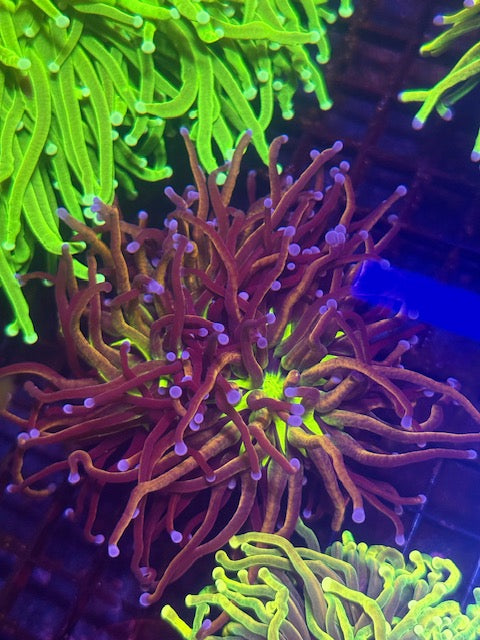 Tiger Knicks Torch Coral