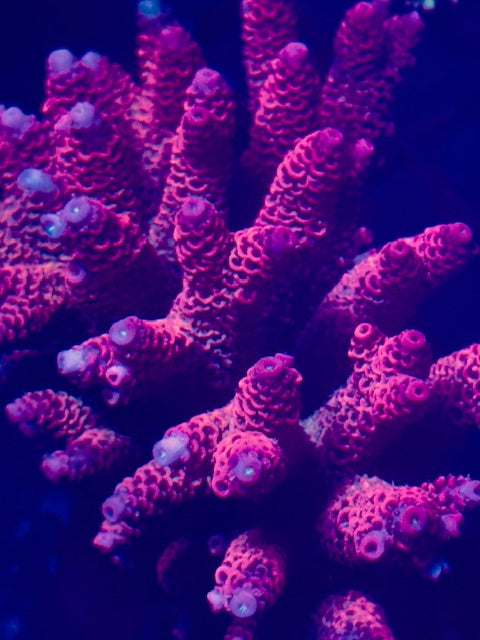 CB Panty Dropper Acropora
