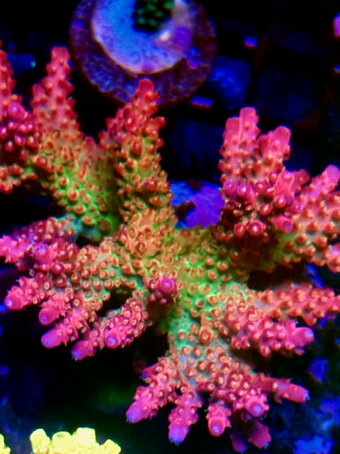 Vivid Confetti SPS Coral