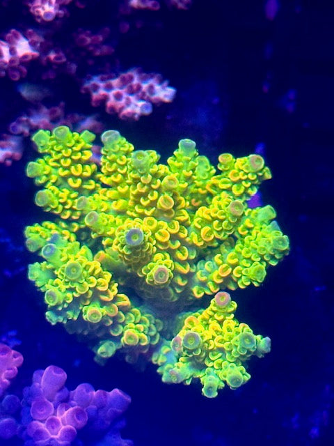 CBA Willy Wonka SPS Coral