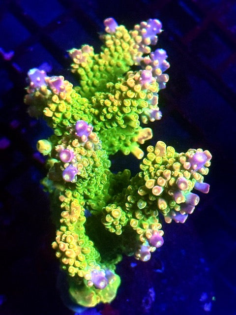 Rainbow Loom Acropora
