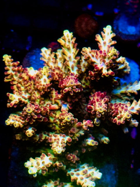 CBA Firebreather Acropora