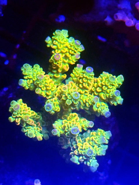 CBA Willy Wonka SPS Coral