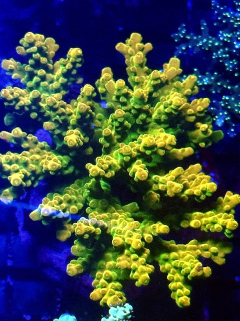 Cosmopolitan Acropora