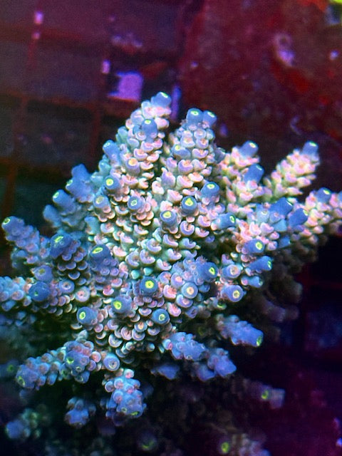 CBA The Conclave Rainbow Tenuis