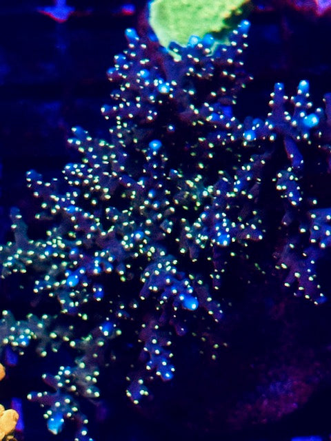 CBA Starry Sky SPS Coral