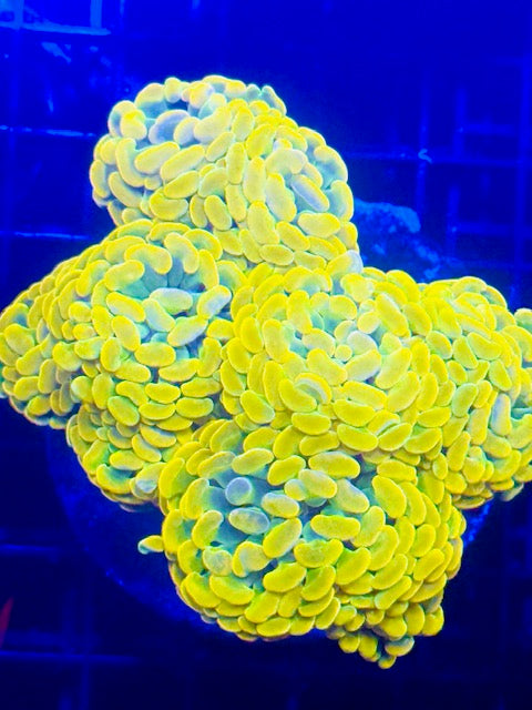 Willy Wonka Branching Hammer