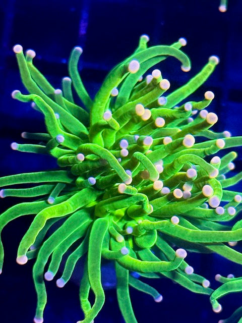 Malaysian Pink Tip Holy Grail Torch