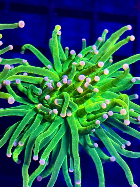 Malaysian Pink Tip Holy Grail Torch