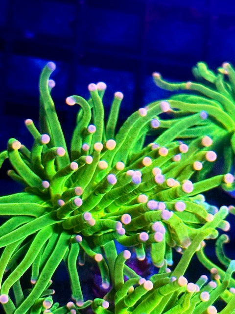 Malaysian Pink Tip Holy Grail Torch