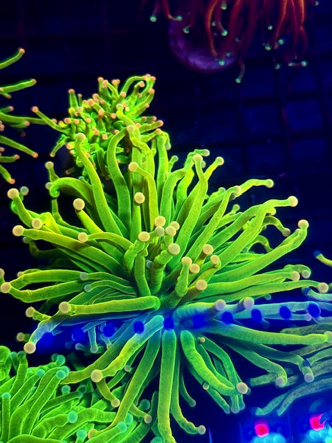 Malaysian Pink Tip Holy Grail Torch