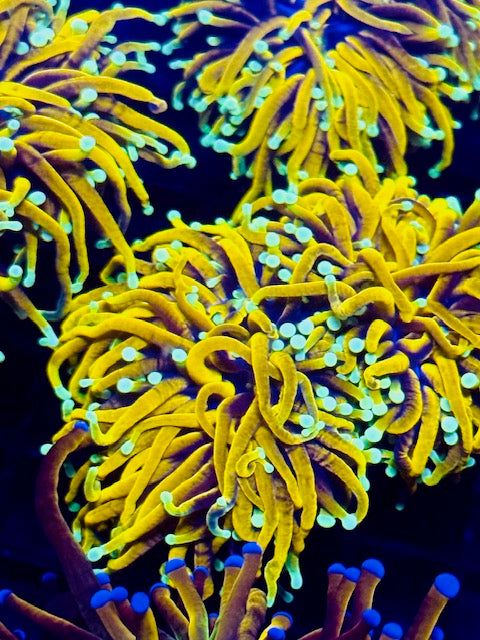 Indo Premium Gold Torch