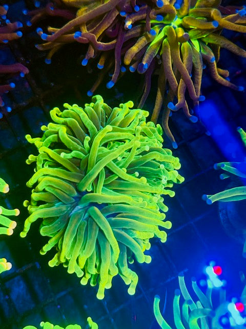 Malaysian Masters Torch