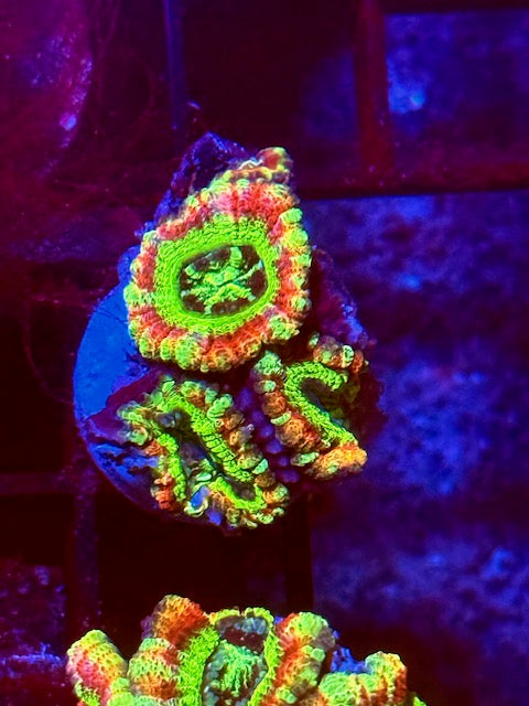 Jello Shot Asian Acans