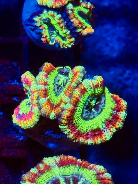 Jello Shot Asian Acans