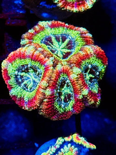 Jello Shot Asian Acans