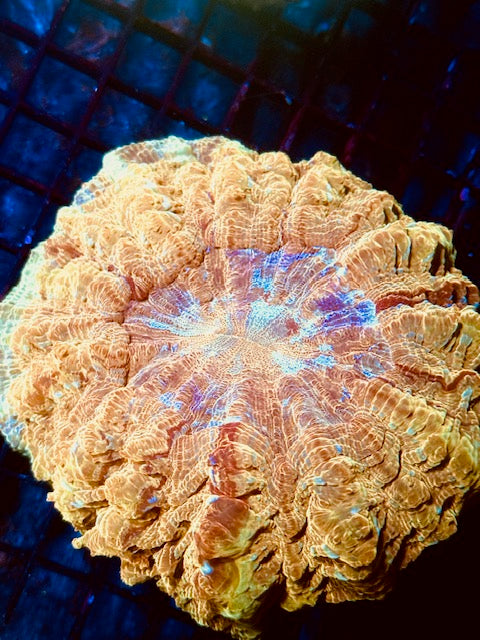 Golden Acanthopyllia -WYSIWYG