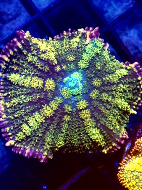 Rainbow Frankenstein Mushroom Coral