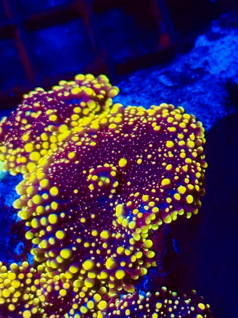 Doughgirl Mushroom Coral