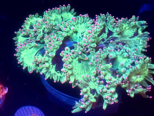 Kermit the Big Bird insane Elegance Coral