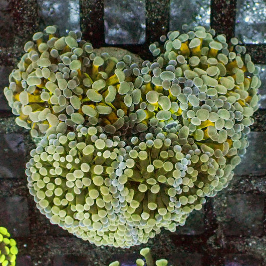 LA Lakers Branching Hammer Coral