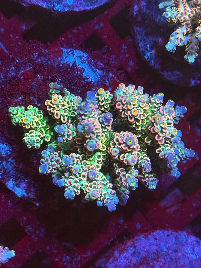 Janith's Lan Fleur Tenuis Acropora